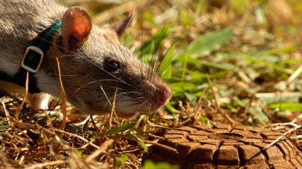 Ratas y roedores, una de las plagas más comunes en las ciudades