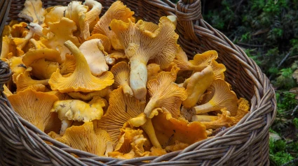 Un cesto apoyado en el suelo de un bosque muestra las setas recogidas.