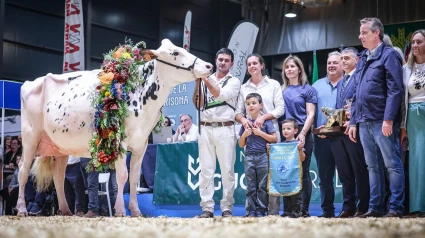 Venturo Happen Rosani, en el Concurso Nacional de Raza Frisona 2025, en Gijón
