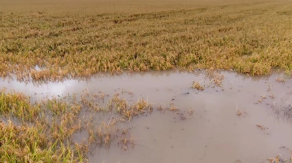 Imagen del estado de parte de un arrozal tras las lluvias