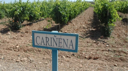 'Herrera en COPE' se emite en directo este miércoles desde Cariñena Wine Museum, con acceso libre