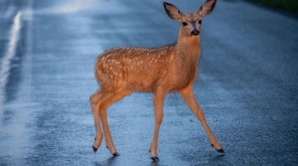 Animal en una carretera (Archivo)
