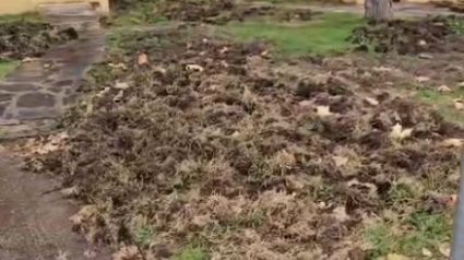 Destrozos por los jabalíes