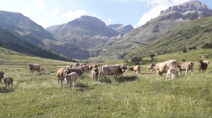 Rebaño en los montes pirenaicos