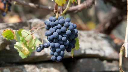 La cosecha de este año apenas sobrepasará los cuatro kilos y medio de uvas