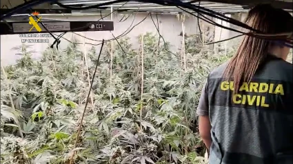 Plantación de marihuana en Vila Joiosa