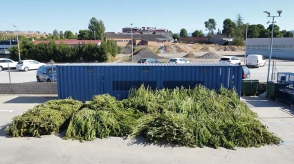 Marihuana acumulada en la comisaria