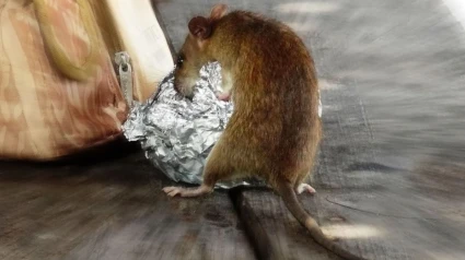 El AMPA del Ave María da un ultimátum: o acaban las ratas o los niños no vuelven a clase