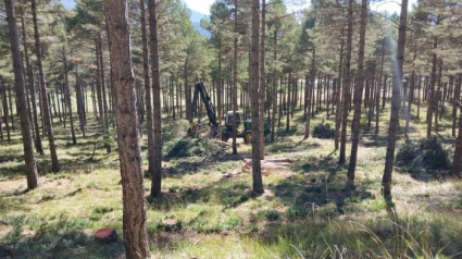 Aprovechamiento mecanizado en el monte consorciado nº 3061 El Palangar
