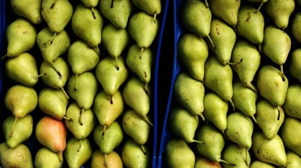 Las peras, el cultivo más afectado por el fuego bacteriano