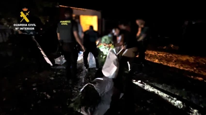 Operación de desmantelamiento de una plantación de marihuana en Lora del Río