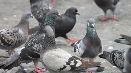Palomas