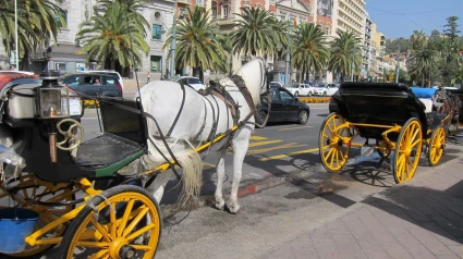 Málaga deja de ofrecer el servicio de coches de caballo a los turistas: indemnizaciones de 125.000 euros a cada cochero por dejar su trabajo