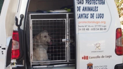 Mastín protectora