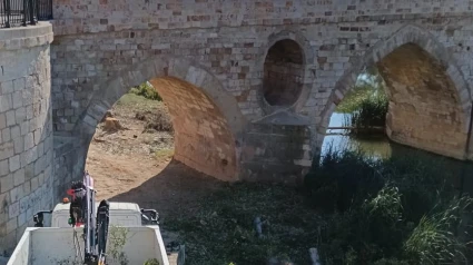 Árboles talados en el puente de piedra de Zamora