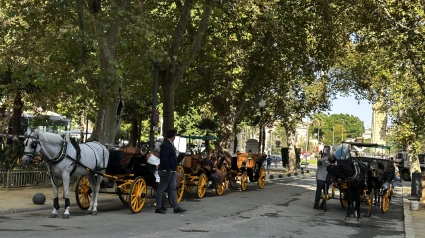 Coches de caballos Sevilla
