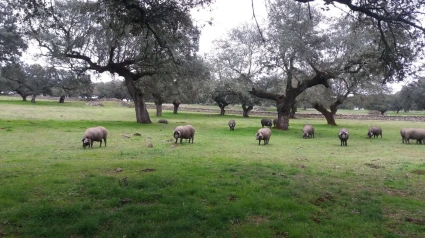 (Foto de ARCHIVO)Cerdos ibéricos en una finca en la dehesa.REMITIDA / HANDOUT por ASINJEFotografía remitida a medios de comunicación exclusivamente para ilustrar la noticia a la que hace referencia la imagen, y citando la procedencia de la imagen en la firma08/5/2024