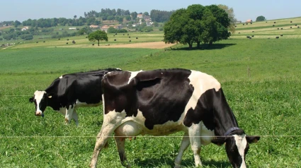 La dermatosis afecta al ganado vacuno