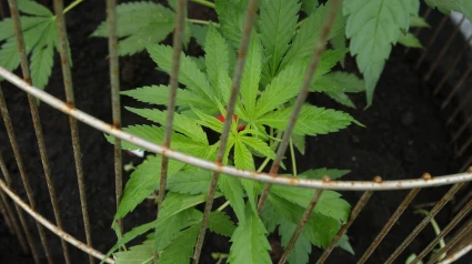 Planta del cannabis