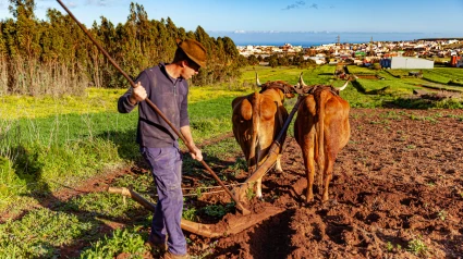 Agricultor arando con vacas en España