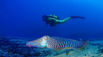 Buceo en la Región, Turismo Región de Murcia