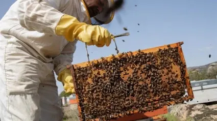 apicultor con una colmena y abejas