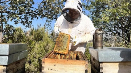 Apicultor trabajando en una colmena