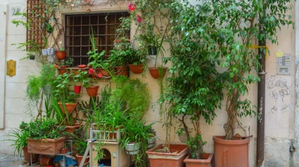 Plantas en casa