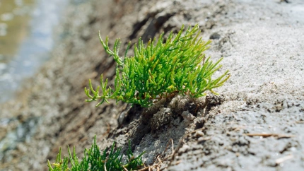 SALICORNIA PORTADA