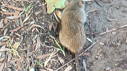 Vecinos de La Flota denuncian una plaga de ratas en los jardines del barrio
