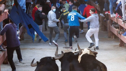 Entrada del encierro de Valdemorillo al coso de La Candelaria