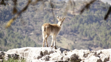 Sierra de Cazorla