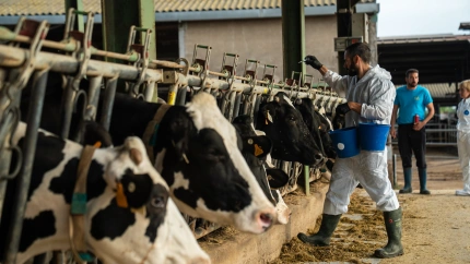 Un veterinario durante la vacunación de cabezas de ganado bovino en una granja