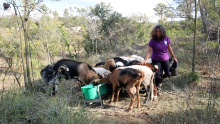 La pastora Mireia i el seu ramat de cabres i ovelles
