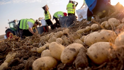 Aumenta la venta de producto canario