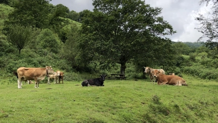 Vacas