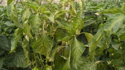 Cultivo afectado por plagas