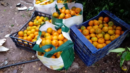 Cítricos recogidos de robos en la Plana Baixa