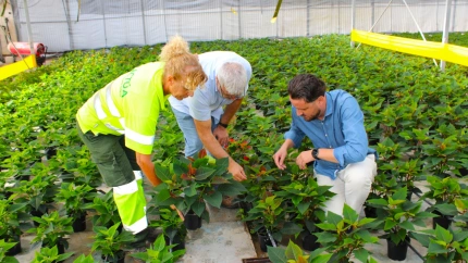 El concejal de Parques y Jardines con técnicos de los viveros en los que crecen las flores de pascua