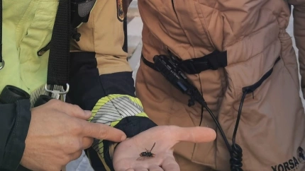 Avispa asiática