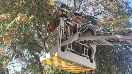 Los bomberos de Zaragoza han utilizado una autoescala para llegar hasta el nido.