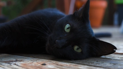 Los gatos negros se convierten cada año en víctimas de Halloween.