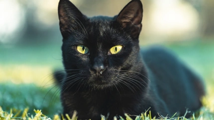 Gato negro