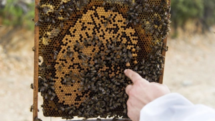 La miel afronta un año "catastrófico" mientras el sector prepara su gran cita anual en Extremadura