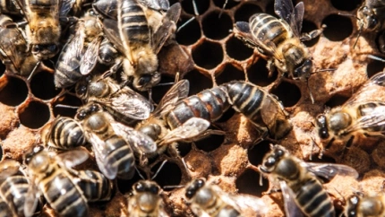 La miel afronta un año "catastrófico" mientras el sector prepara su gran cita anual en Extremadura
