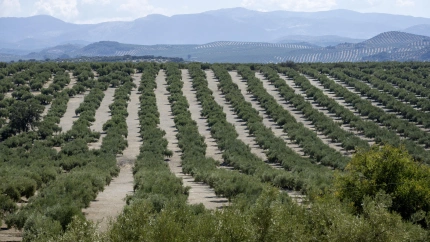 Imagen de un olivar en Martos (Jaén)