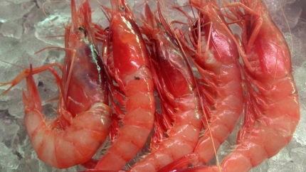 Gamba roja