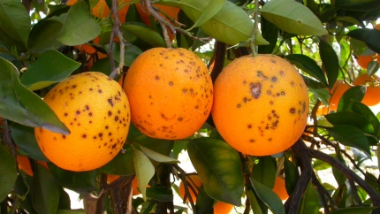 Cítricos con manchas