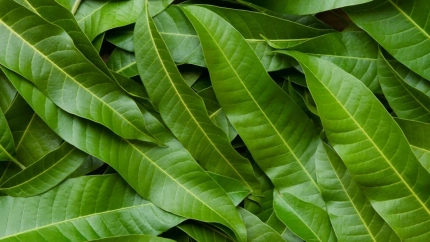 Hojas de Mango