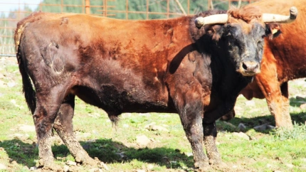Toro de la ganaderías Bergarako Zezenak